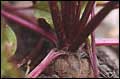 Beet