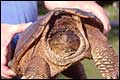 Snapping Turtle