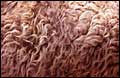 Sheep Wool